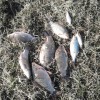 Рыбалка Карась, Плотва