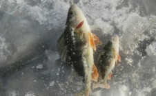 Фото рыбалки в Заря, Усть-Абаканский район 6
