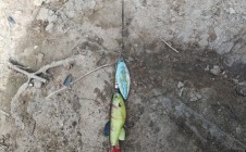 Фото рыбалки в Альняш, Куединский район 0
