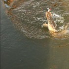 Фото рыбалки в Карась, Карп 1
