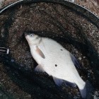 Фото рыбалки в Густера, Лещ, Плотва 2