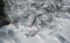 Фото рыбалки в Красный Яр, Любинский район 4