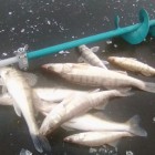 Фото рыбалки в Окунь, Судак 0