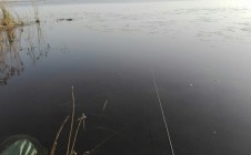 Фото рыбалки в садовые участки, Днепровский район 5