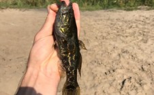 Фото рыбалки в Купавна 4