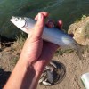 Рыбалка Чехонь