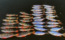 Фото рыбалки в Благовещенское, Муромский район 8