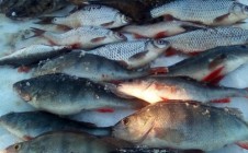 Фото рыбалки в Усть-Пожва 0