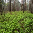 Фото рыбалки в Голавль 0