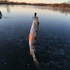 Фото рыбалки в Амур Белый, Толстолоб 2