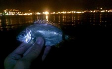 Фото рыбалки в Новороссийск 10