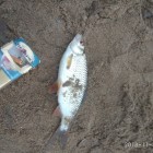 Фото рыбалки в Лещ, Плотва 3