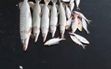 Фото рыбалки в Сырымский район 9
