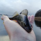 Фото рыбалки в Сом канальный 8