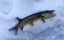 Фото рыбалки в городской округ Электросталь 10