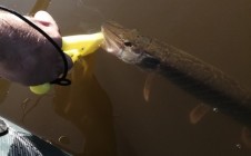 Фото рыбалки в СДТ Речная Долина 6