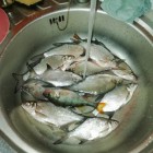 Фото рыбалки в Окунь, Судак 9