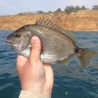 Фото рыбалки в Барабулька, Зеленушка, Скорпена-ёрш, Ставрида 6