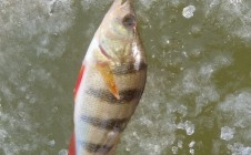Фото рыбалки в Усинское 3