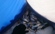 Фото рыбалки в Кивгода 5