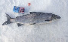 Фото рыбалки в Мончегорск 3