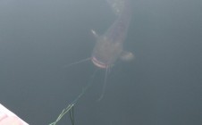 Фото рыбалки в Парневка 2