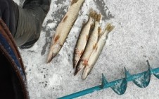 Фото рыбалки в Нягань 4