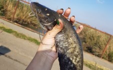 Фото рыбалки в Славянский район 4