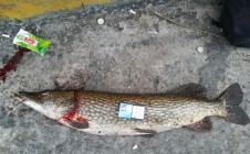 Фото рыбалки в Черкасский городской совет 11