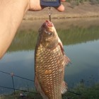Фото рыбалки в Карась, Карп 3