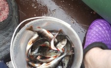 Фото рыбалки в Янгозеро 5