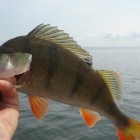 Фото рыбалки в Густера, Лещ, Плотва 2