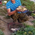 Фото рыбалки в Берш, Сом 1