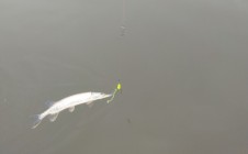 Фото рыбалки в городской округ Глазов 4