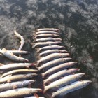 Фото рыбалки в Карась, Сазан 1