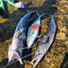 Фото рыбалки в Тунец, Барракуда, Макрель голубая 0