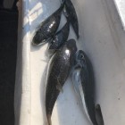 Фото рыбалки в Дорада 9