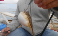 Фото рыбалки в Турция 10