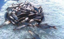 Фото рыбалки в Салменица 2