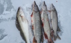 Фото рыбалки в Богучарский район 8