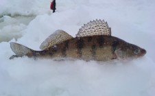 Фото рыбалки в городской округ Чебоксары 11