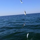 Фото рыбалки в Карась 0