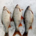 Фото рыбалки в Ерш, Плотва 1