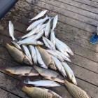 Фото рыбалки в Амур Белый, Окунь, Сазан, Сом, Судак 5
