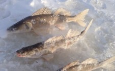 Фото рыбалки в Оханск 1