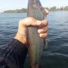 Фото рыбалки в Карась 3