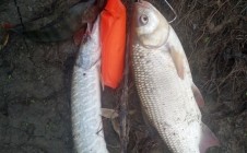 Фото рыбалки в Красный Яр, Большереченский район 5