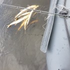 Фото рыбалки в Окунь 8