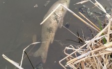 Фото рыбалки в Луганск 10