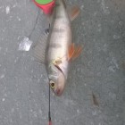Фото рыбалки в Броницьке озеро 5
